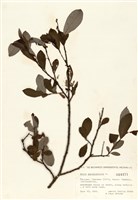 藏品(柳屬)的圖片